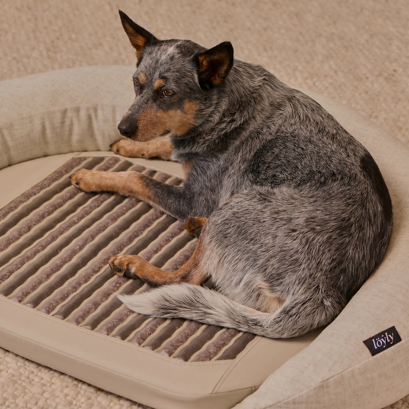 infrared-pemf-pet-bed image 11